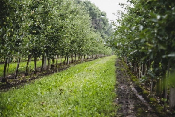 Яблука розбрату: на Золотоніщині селяни повстали проти бізнесу