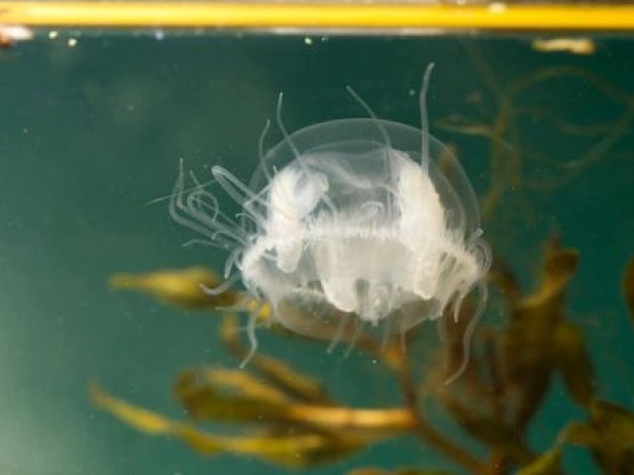 У черкаському Дніпрі плаває китайська медуза: що про це кажуть науковці