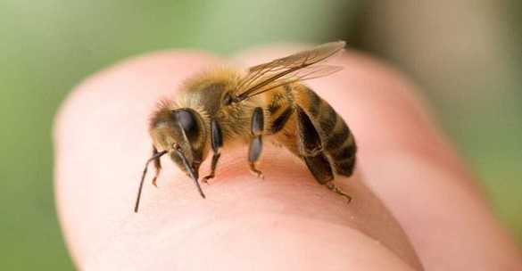 На Черкащині від укусу бджоли помер чоловік