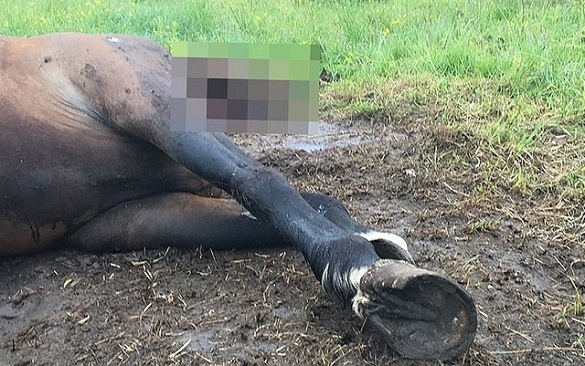 На Уманщині знайшли труп коня (ФОТО)