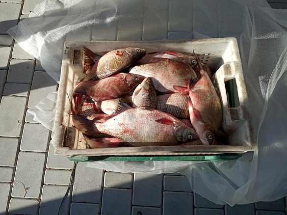 На Черкащині браконьєри наловили риби на понад 18 тисяч гривень