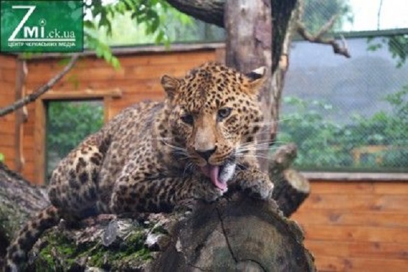У мережі з'явився іміджевий ролик про життя черкаського зоопарку (ВІДЕО)