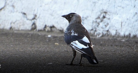 На Черкащині помітили птаха з частковим альбінізмом (фото, відео)