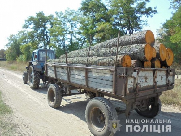 На Черкащині чорні лісоруби вирубували дерева