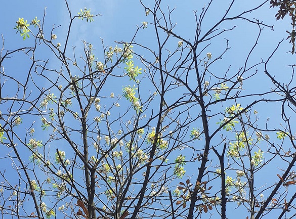 Маленьке чудо на початку осені: у Черкасах зацвіли каштани (ФОТО)