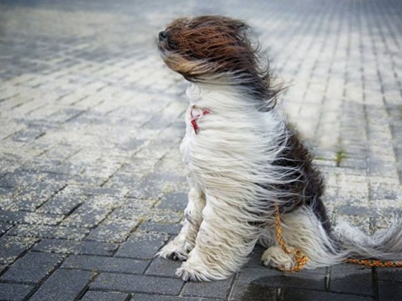 Штормове попередження: на Черкащині очікується сильний вітер