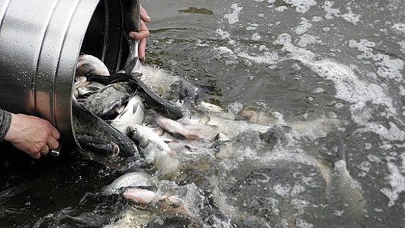 У Дніпро біля Черкас випустять понад п'ять тонн риби