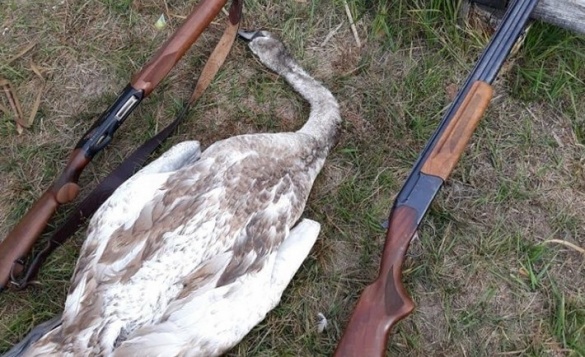 На Канівському водосховищі браконьєри застрелили лебедя (фотофакт)