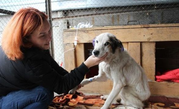 Якнайшвидше видужати та знову повірити людям: черкаські волонтери просять врятувати собаку