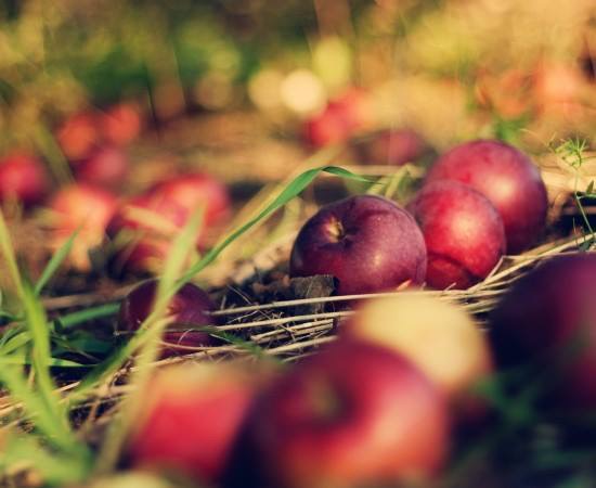 На Черкащині яблука будуть дорогими аж до квітня