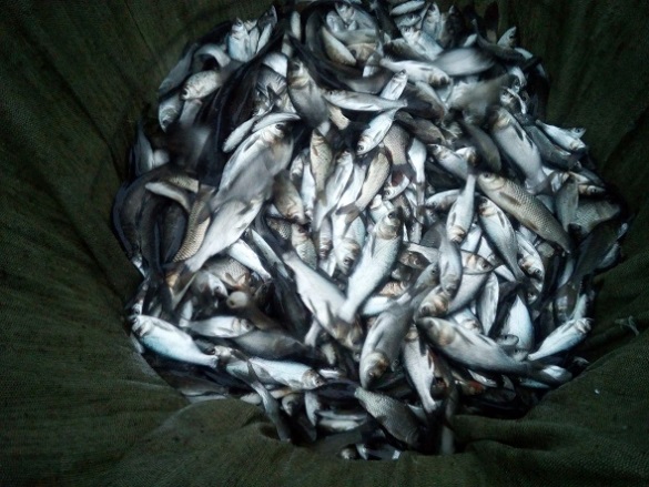 У Черкасах понад 200 тисяч екземплярів риби випустили у Кременчуцьке водосховище (ФОТО)