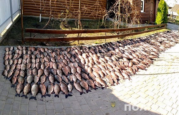 Рибу купувала у браконьєрів: на Черкащині жінка організувала підпільний цех