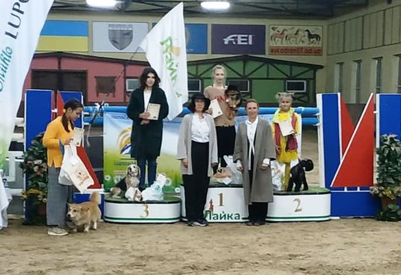 Разом з чотирилапим: на Черкащині перша спортсменка з аджиліті отримала перемогу на змаганнях