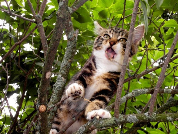 Просидів дві доби: у Черкасах знімали з дерева кота