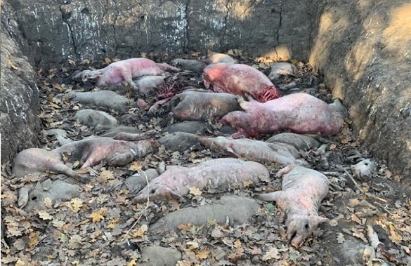 На Черкащині безвідповідальні господарники вивозили трупи свиней у полезахисну смугу