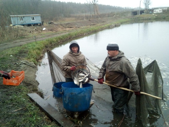 В річку Дніпро у Черкасах випустили 6 тисяч кілограмів риби