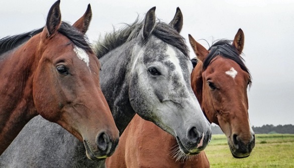 На Черкащині врятовані коні ризикують зустріти зиму без даху над головою (ВІДЕО)
