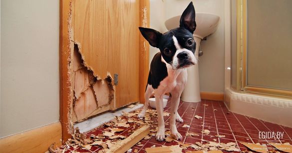 На Черкащині собака знищив 30 папок бухгалтерських документів