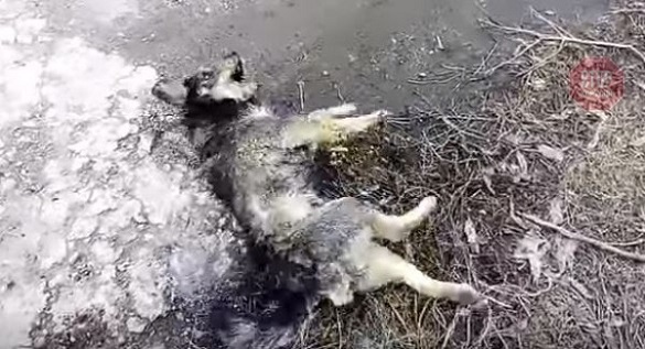 На Черкащині чоловік жорстоко вбив собаку вилами на очах у її господарів