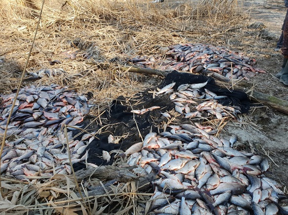 Майже тисячу кілограмів риби виловили бракон'єри на Черкащині (ВІДЕО)