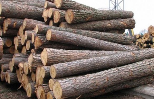 На Черкащині засудили директора лісового підприємства