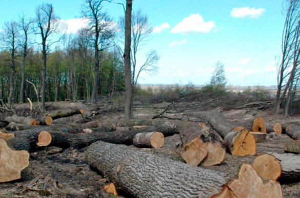 Чоловіка на Черкащині судитимуть за незаконну вирубку дерев