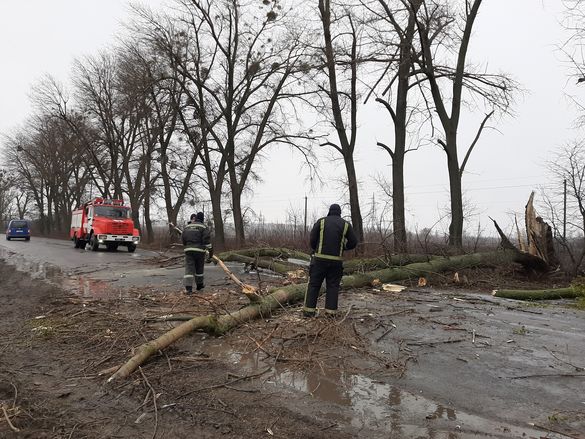 На Черкащині внаслідок негоди на дорогу впали дерева (ФОТО)
