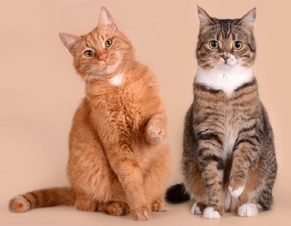 Солодка парочка: історія двох колишніх безпритульних котів підкорила Черкаси (ВІДЕО)