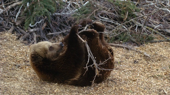 У черкаському зоопарку вже прокинулися ведмеді після зимової сплячки (ВІДЕО)