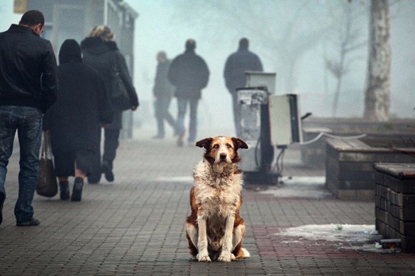 У Європі собак купують, а на Черкащині відмовляються від своїх