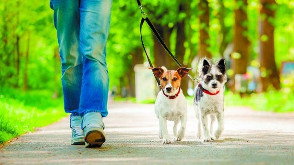Черкасці просять посилити відповідальність власників собак за вигул неналежним чином