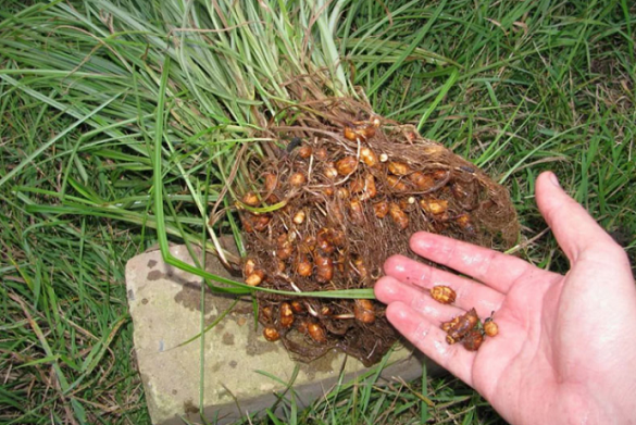 Через зміну клімату на Черкащині почали вирощувати арахіс та чуфу