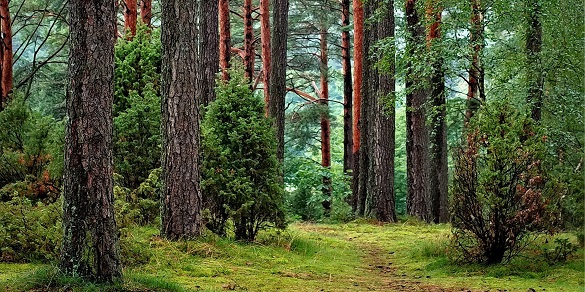 Лісівники показали масштаби всихання соснових лісів на Черкащині (ВІДЕО)