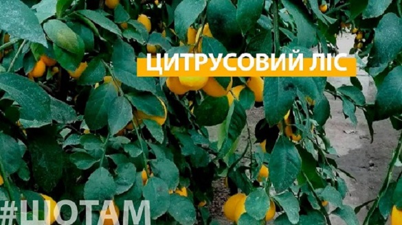 Лимонний ліс серед сосен виростили лісники на Черкащині (ВІДЕО)