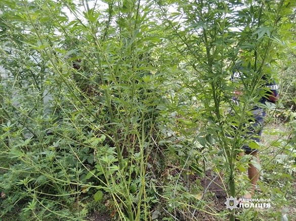 У Черкаській області чоловік у себе вдома вирощував рослини коноплі