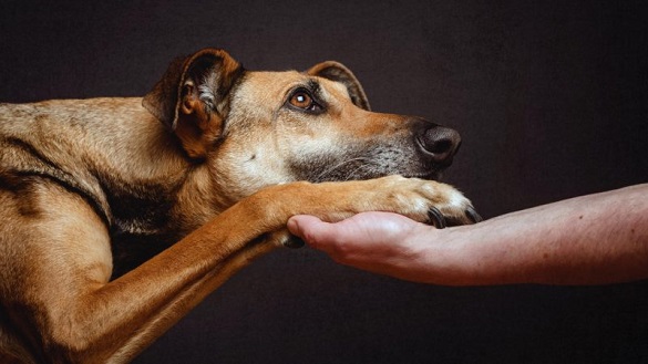У Черкаській області із 15-метрової ями врятували собаку (ВІДЕО)