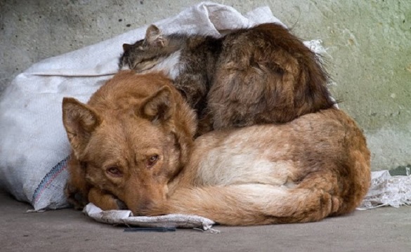 Черкаські програмісти створили додаток для допомоги безпритульним тваринам