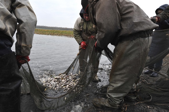 В річку Дніпро у Черкасах випустять понад 30 тисяч товстолобів