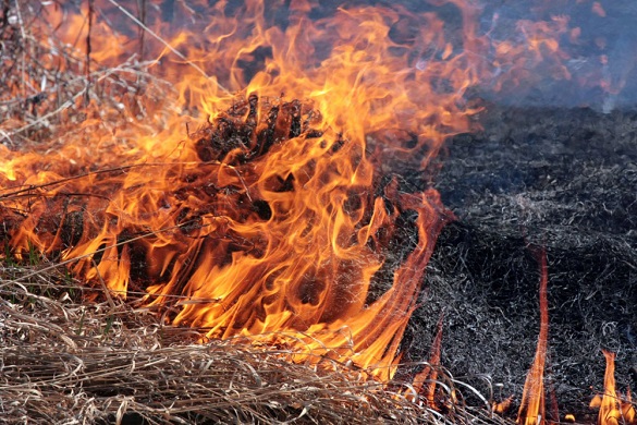 На Золотоніщині через спалювання кукурудзиння загинула пенсіонерка