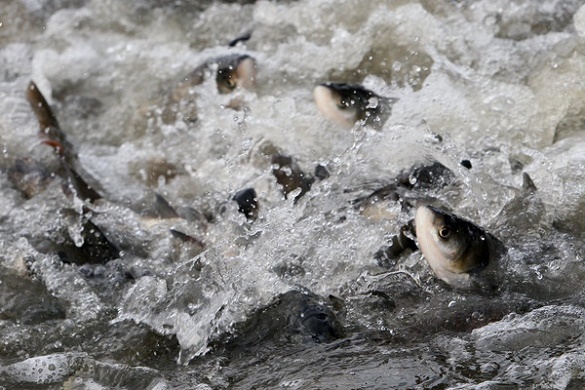 Майже 20 тисяч екземплярів риби випустять у Кременчуцьке водосховище на Черкащині 