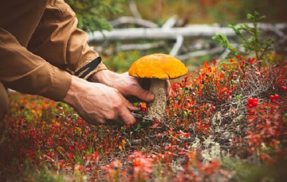 На Черкащині чоловік отруївся грибами: його стан наближений до тяжкого