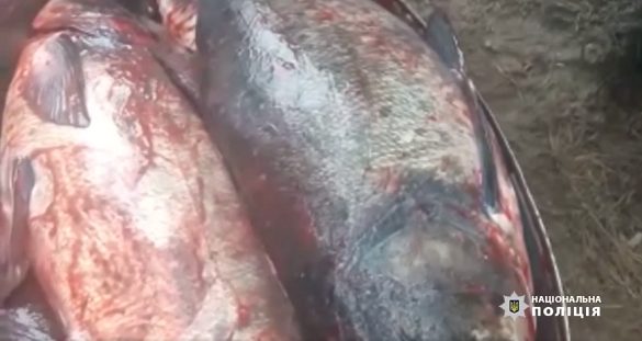 У Черкаській області спіймали двох браконьєрів, які ловили рибу вночі
