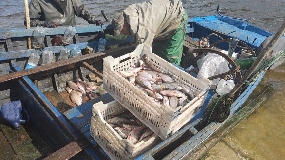 Збитки понад 300 тисяч: на Черкащині рибалка наловив 40 кілограмів судака (ФОТО)