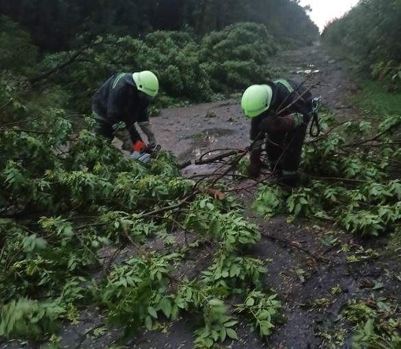 У Черкаській області через негоду впало понад 60 дерев (ФОТО)