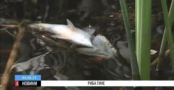 У річці Рось на Черкащині масово гине риба (ВІДЕО)
