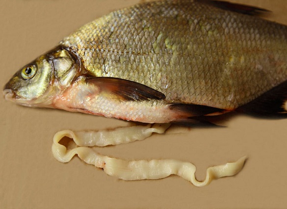 В акваторії Кременчуцького водосховища виявили заражену рибу