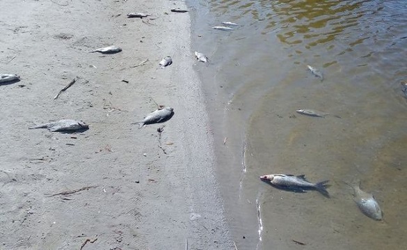 Мор риби у черкаському Дніпрі: чим вона заражена та чи безпечна для людей