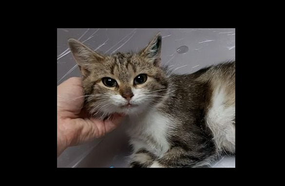 Кішка Бонні, яку господарі викинули на вулицю, шукає новий дім у Черкасах (ФОТО)