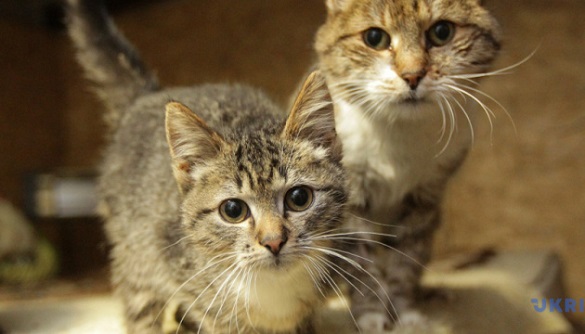У Черкасах підтримали петицію про створення комунального притулку для котів 