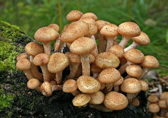 У Черкаській області чоловік отруївся грибами